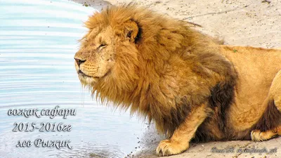 Блог Олега Зубкова: Серьезный лев с несерьезным прозвищем
