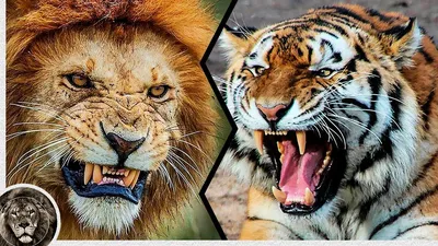 Амурский Тигр убивает Льва, который стал на его Пути / Лев против Тигра |  Тигр, Лев, Большие кошки