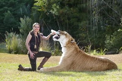 Могут ли львы скрещиваться с тиграми? | Amazing Animals | Дзен