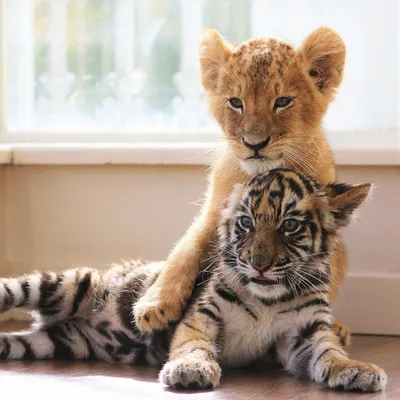 Маленькие тигрята и львята - 44 фото