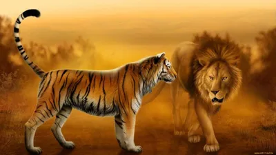 Лев и тигрица - 58 фото