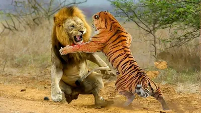 Лев против тигра — Циклопедия