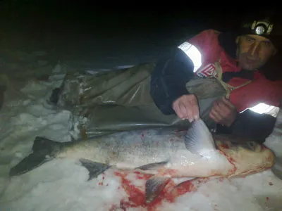 Ловля толстолобика зимой со льда – Рыбалке.нет