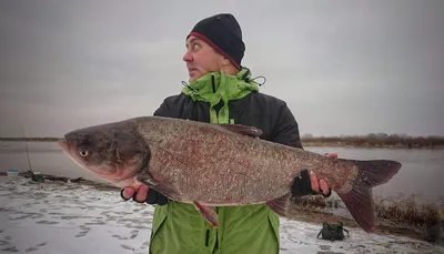 Рекордный улов: в Курземе выловили огромную рыбу | Latvijas ziņas - Новости  Латвии