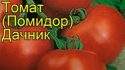 Томат обыкновенный Дачник. Краткий обзор, описание характеристик, где  купить саженцы, семена Dachnik - YouTube