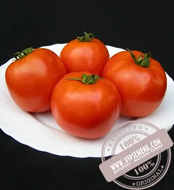 Таня F1 (Tanya) семена томата Seminis, оригинальная упаковка (1000 семян) -  купить по цене от 438.55 грн