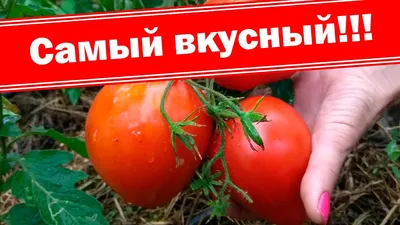 Самый мясистый и урожайный томат - YouTube