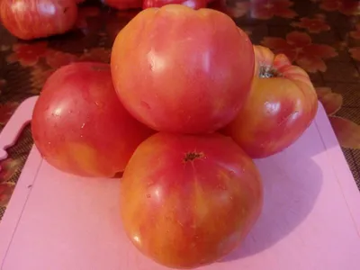 Семена томатов от Матузаевой Татьяны: каталог, ОТЗЫВЫ