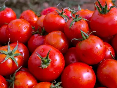 Помидоры свежие оптом: покупка и продажа томатов от производителей, цены -  АгроМер