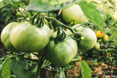 Как правильно выращивать помидоры, самые распространенные болезни томатов -  22 июля 2021 - НГС24
