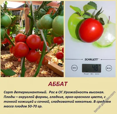 Аббат - А — сорта томатов - tomat-pomidor.com - отзывы на форуме | каталог