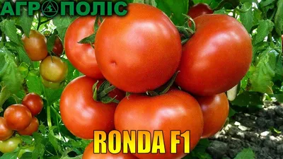 Томат Ронда F1 якість, яка Вас здивує! - YouTube