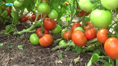 Посев хороших низкорослых томатов. Сорта, гибриды, ГМО - в чём разница? -  YouTube