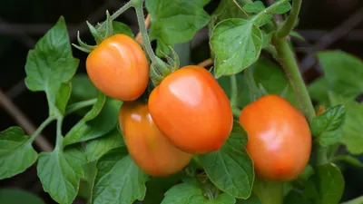 Низкорослые помидоры: 2 лучших сорта томатов для заготовок и еды, советы  экспертов - ГородЧе