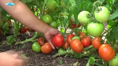Посев хороших низкорослых томатов. Сорта, гибриды, ГМО - в чём разница? -  YouTube