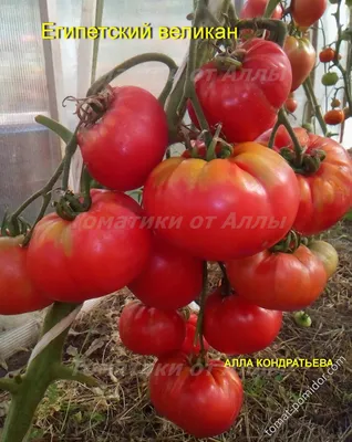 Египетский великан - Альбомы - tomat-pomidor.com