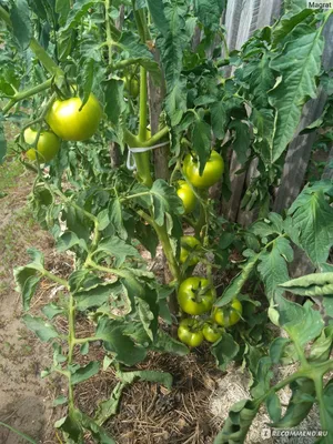 Семена Сибирский Сад томат Бифселлер Розовый F1 - «Первый биф-томат и такая  неудача….» | отзывы