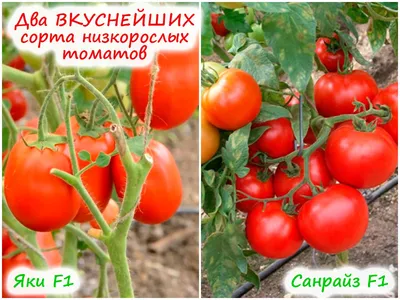 Посев низкорослых томатов: 2 лучших сорта для маринования и еды в свежем  виде