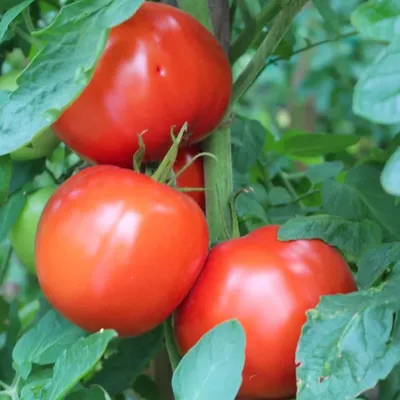 Лучшие сорта томатов для открытого грунта - Рейтинг 2020 года | Супермаркет  Семян