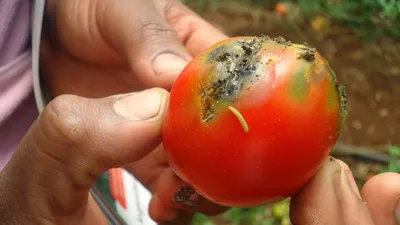 ГлавАгроном - Внимание — томатная минирующая моль
