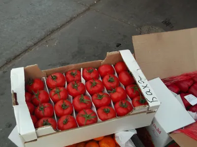 Южноамериканская томатная моль обнаружена в томатах - Агробезопасность