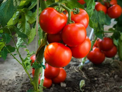 Южноамериканская томатная моль » Муниципальная новостная лента