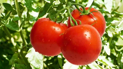 Южноамериканская томатная моль в томатах из Марокко - Агробезопасность