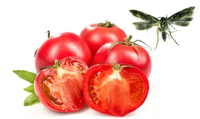 В Болградском районе на полях обнаружили южноамериканскую томатную моль:  введен карантин | БессарабiЯ.UA