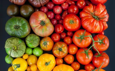 В томатах обнаружена Южноамериканская томатная моль - Агробезопасность