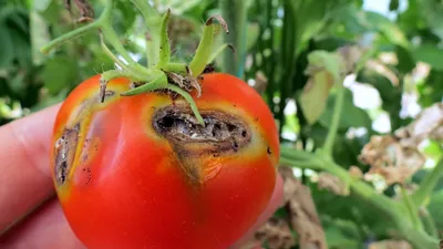 В Челябинскую область привезли 18 тонн зараженных томатов