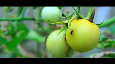 Южноамериканская томатная моль в партии томатов из Азербайджана -  Агробезопасность