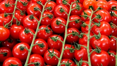 Томаты с томатной молью России не по вкусу - Агробезопасность