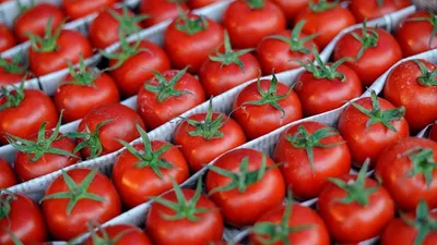 В Днепропетровской области в помидорах появилась южноамериканская томатная  моль | Інформатор Нікополь