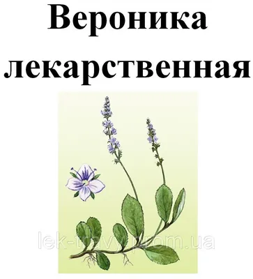 Вероника лекарственная, трава сухая, 35 грамм, цена 20 грн — Prom.ua  (ID#1211382723)