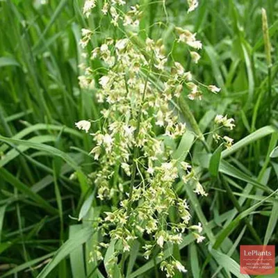 Зубровка душистая (Hierochloe odorata) — описание, выращивание, фото | на  LePlants.ru