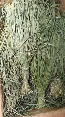 Зубровка трава (сувенирная), 1 кг, цена 699 грн — Prom.ua (ID#1503552216)