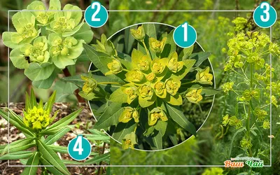 Lactuca serriola - Изображение особи - Плантариум