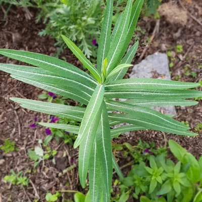 Молочай Герольда (Euphorbia geroldii) - PictureThis