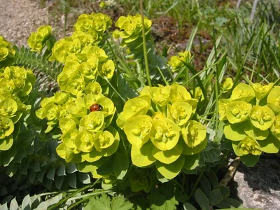 Молочай многоцветковый. Краткий обзор, описание характеристик euphorbia  polychroma | Цветы