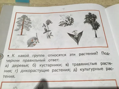 К какой группе относятся эти растения? Подчеркни правильный ответ: А)  деревья; б) кустарники; - Школьные Знания.com