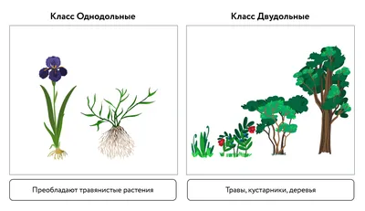 Лекарственные растения в домашних условиях - что и как выращивать | РБК  Украина