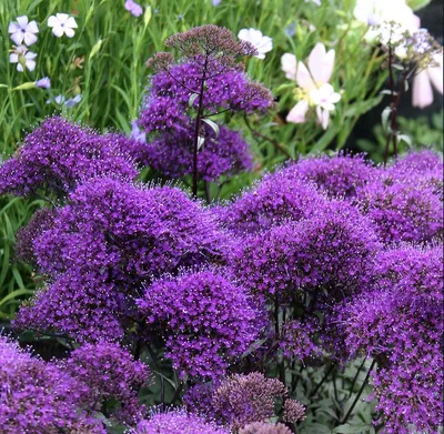Trachelium caeruleum 'Hamer Pandora' | Types of purple flowers, Purple  garden, Purple flowers