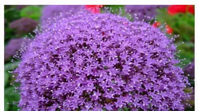 Цветок трахелиум Посадка и уход в открытом грунте Выращивание из семян -  YouTube