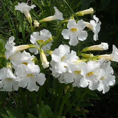 Цветок инкарвиллея - садовая глоксиния | Сажаем Сад