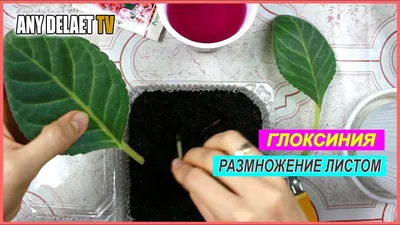 Глоксиния - купить в интернет-магазине Mandarin-shop.ru