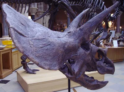 Трицератопс (Triceratops): описание, характеристика, фото