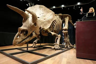 Динозавр Трицератопс, световые и звуковые эффекты, 3 цвета - WS5301 купить  в интернет-магазине Наша детка в Москве и России, отзывы, фото