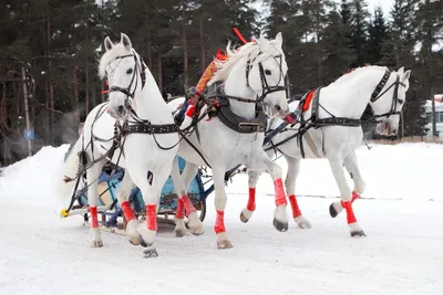 Тройка лошадей зимой - 37 фото