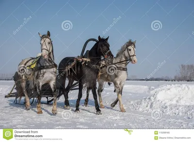 Красивая русская тройка лошадей едет через арену внутри Стоковое  Изображение - изображение насчитывающей снаряжение, снежок: 115269165