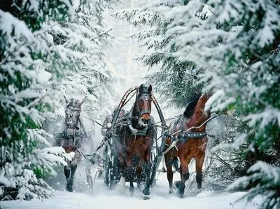 Тройка лошадей зимой - фото и картинки: 90 штук